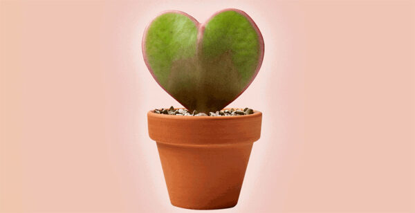 MEGAMENU-Coup de Coeur-dakota